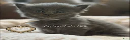 Maine Coon cats for sale: 🏆⭐️XXL Blue Maine Coons - Champion Lines⭐️🏆 - Advert 3