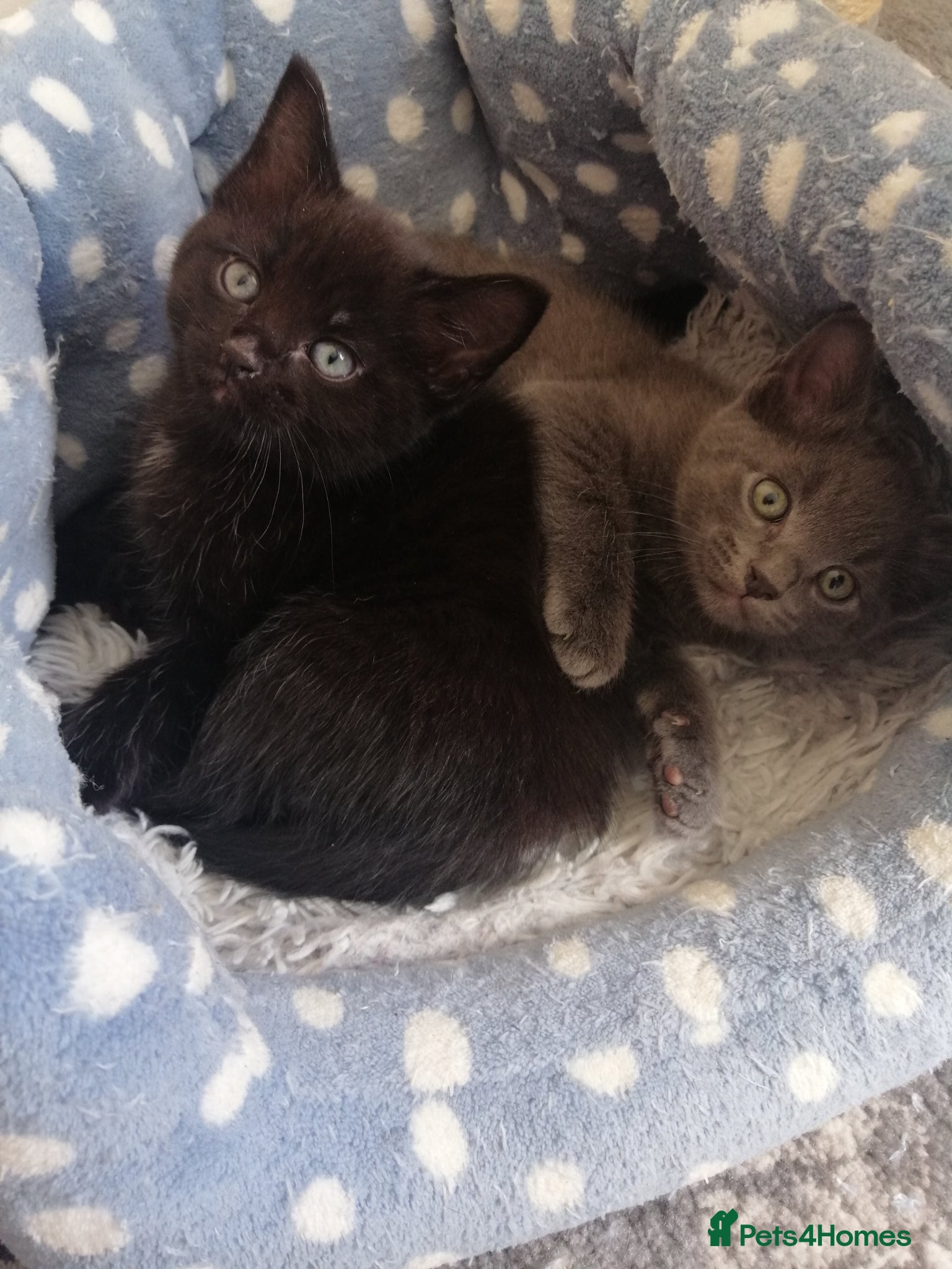 Mixed Breed cats  Kittens - Advert 1