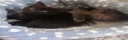 Mixed Breed cats for sale:  Kittens - Advert 1