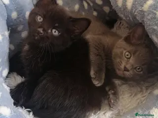 Mixed Breed cats Kittens - Advert 9