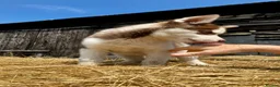 Siberian Husky dogs for sale: Beautiful Purebred Red Siberian Husky Girls - Advert 12