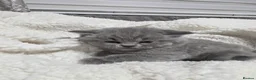 British Shorthair cats for sale: BEAUTIFUL BRITISH SHORTHAIR KITTENS  - Advert 29