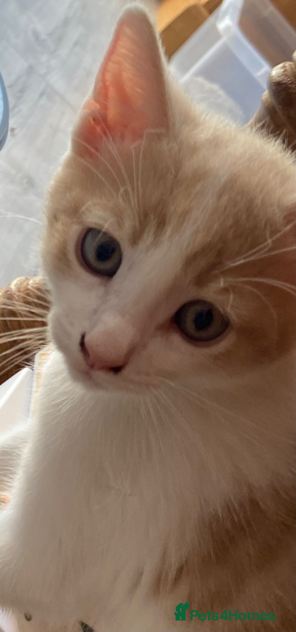 Mixed Breed cats Last boy left! - Advert 1