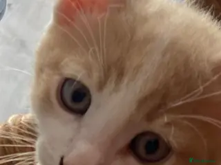 Mixed Breed cats Last boy left! - Advert 1