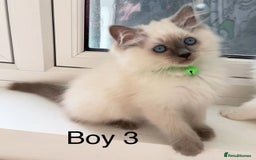 Ragdoll cats for sale: 7 Cute Ragdollyanna kittens  - Image 12