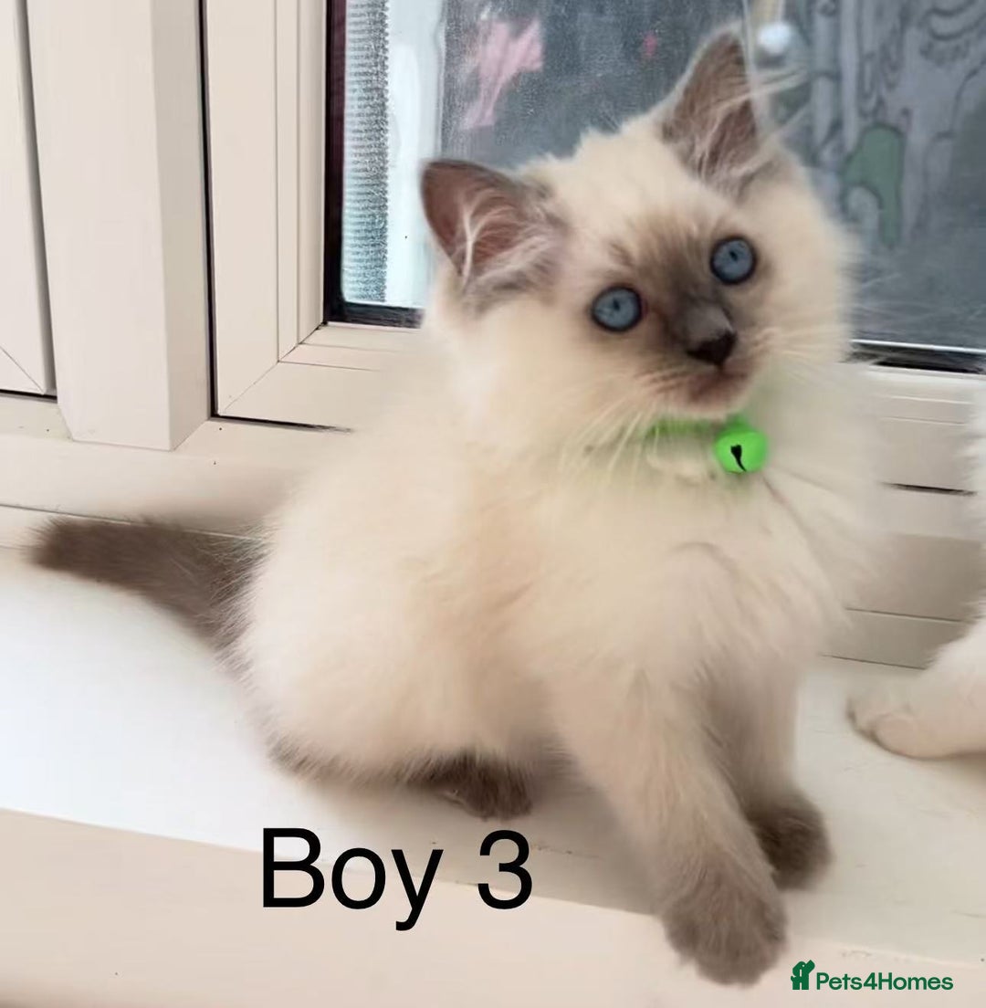 Ragdoll cats for sale: 7 Cute Ragdollyanna kittens  - Image 12