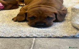Mixed Breed dogs for sale: Boxsla (Boxer/Vizsla)  - Image 28