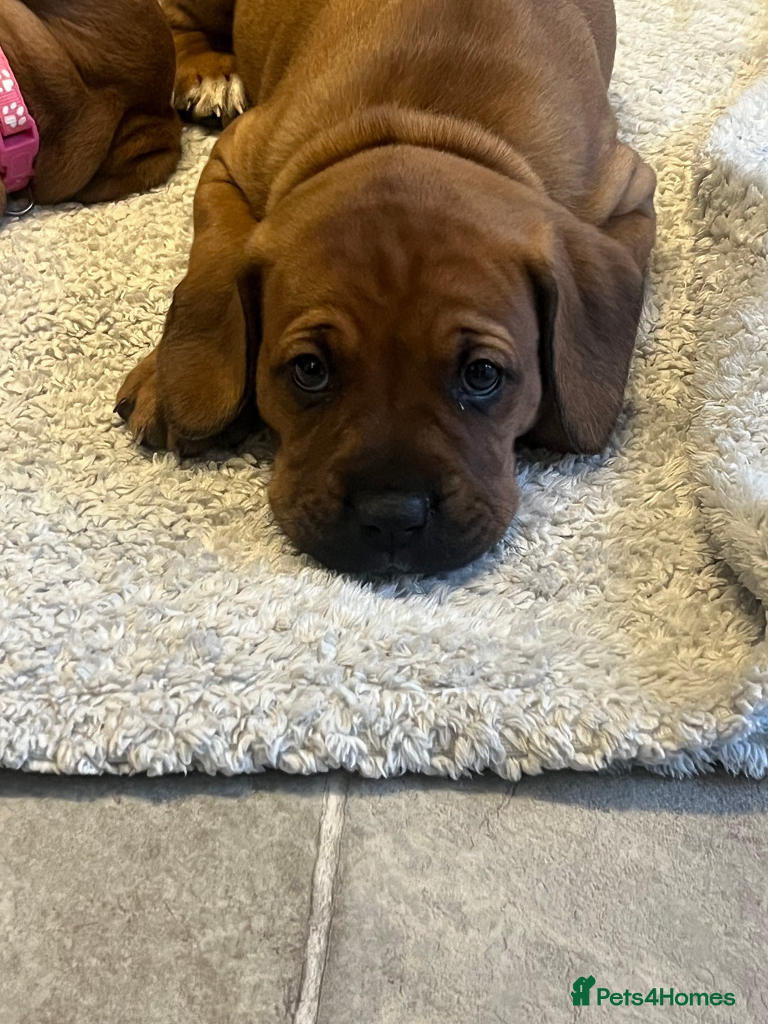 Mixed Breed dogs for sale: Boxsla (Boxer/Vizsla)  - Image 28