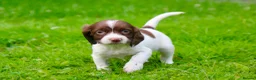 English Springer Spaniel dogs for sale: Working Line Liver And White Springer Spaniels - Advert 23