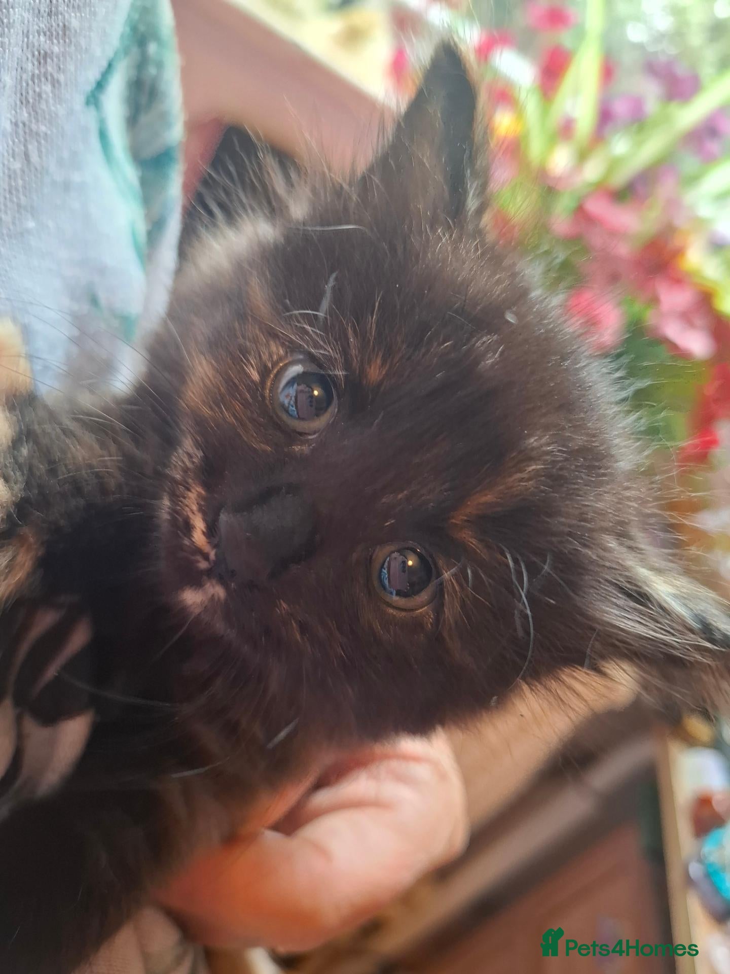 Mixed Breed cats Lovely Kittens 😻 - Advert 2