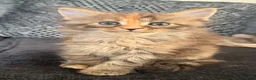 Maine Coon cats for sale: Main coon kittens  in Cumnock - Advert 6