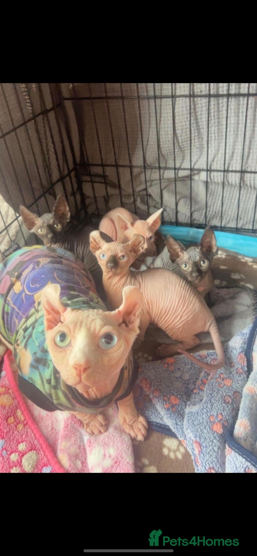 Sphynx cats *CREAM ODD EYED MALE& BLUE SEAL POINT KITTEN* - Advert 5