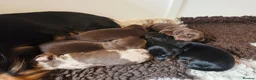 Miniature Dachshund dogs for sale: Stunning KC Registered Longhaired Mini Dachshunds - Advert 9