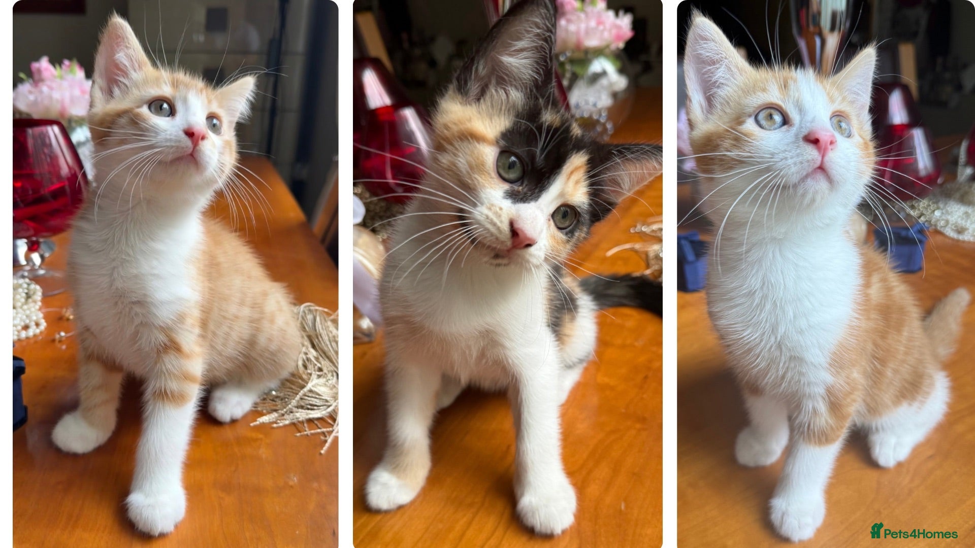 Mixed Breed cats Ginger Calico Tuxedo Kittens London-Richmond Sale - Advert 13