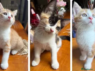 Mixed Breed cats Ginger Calico Tuxedo Kittens London-Richmond Sale - Advert 13