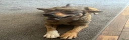 Mixed Breed dogs for adoption: Cute Bella looking for LOVE - Advert 11
