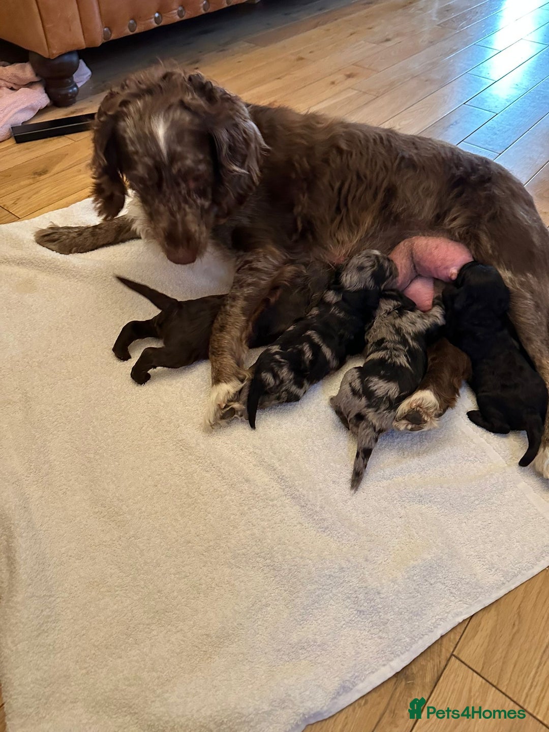 Cockapoo dogs for sale: Adorable cockapoo puppies  - Image 3