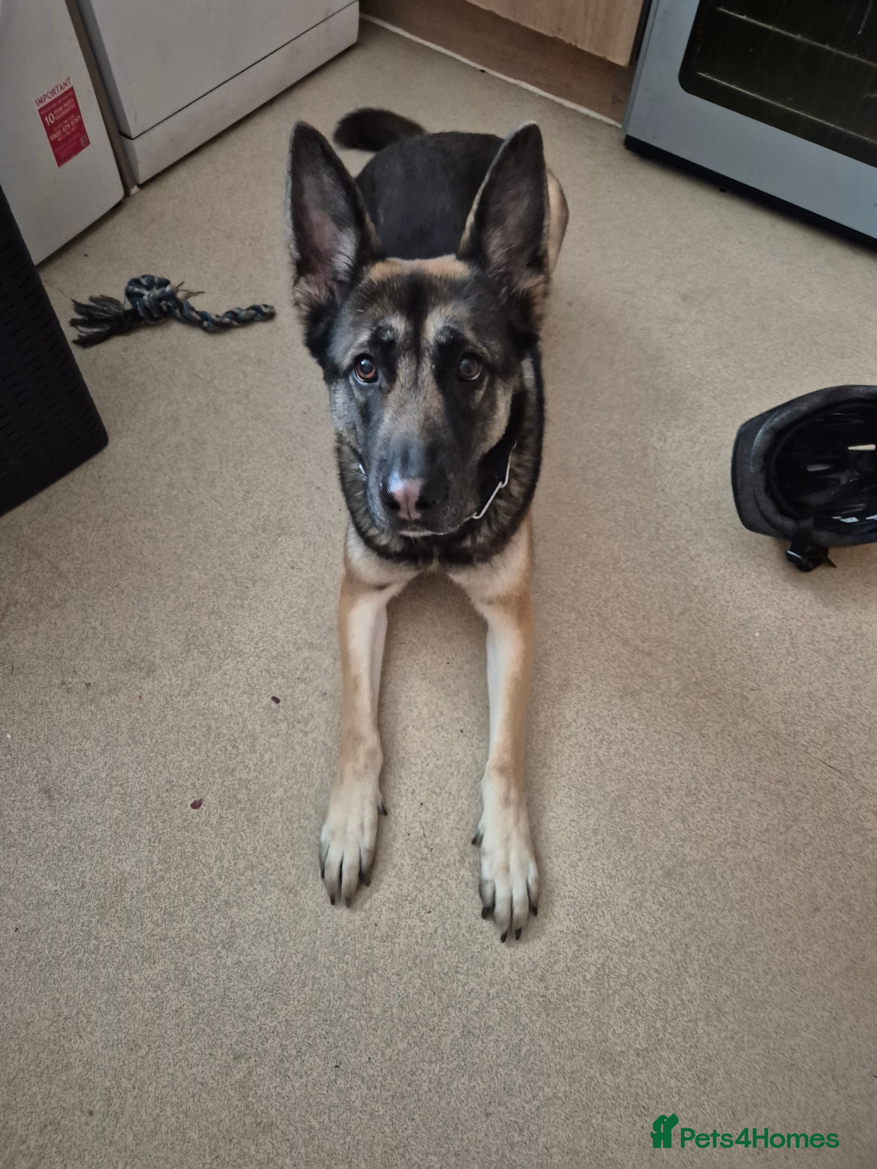 Mixed Breed dogs 3 year old German shepard  - Advert 1