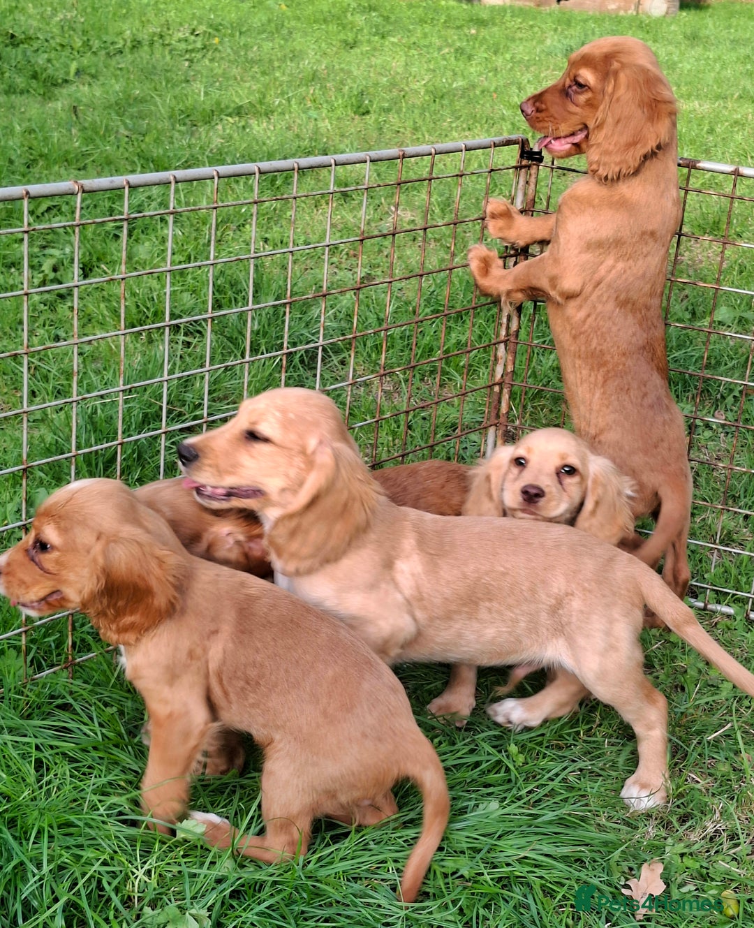 Cocker Spaniel dogs for sale: Working type cocker spaniel boys - Image 11