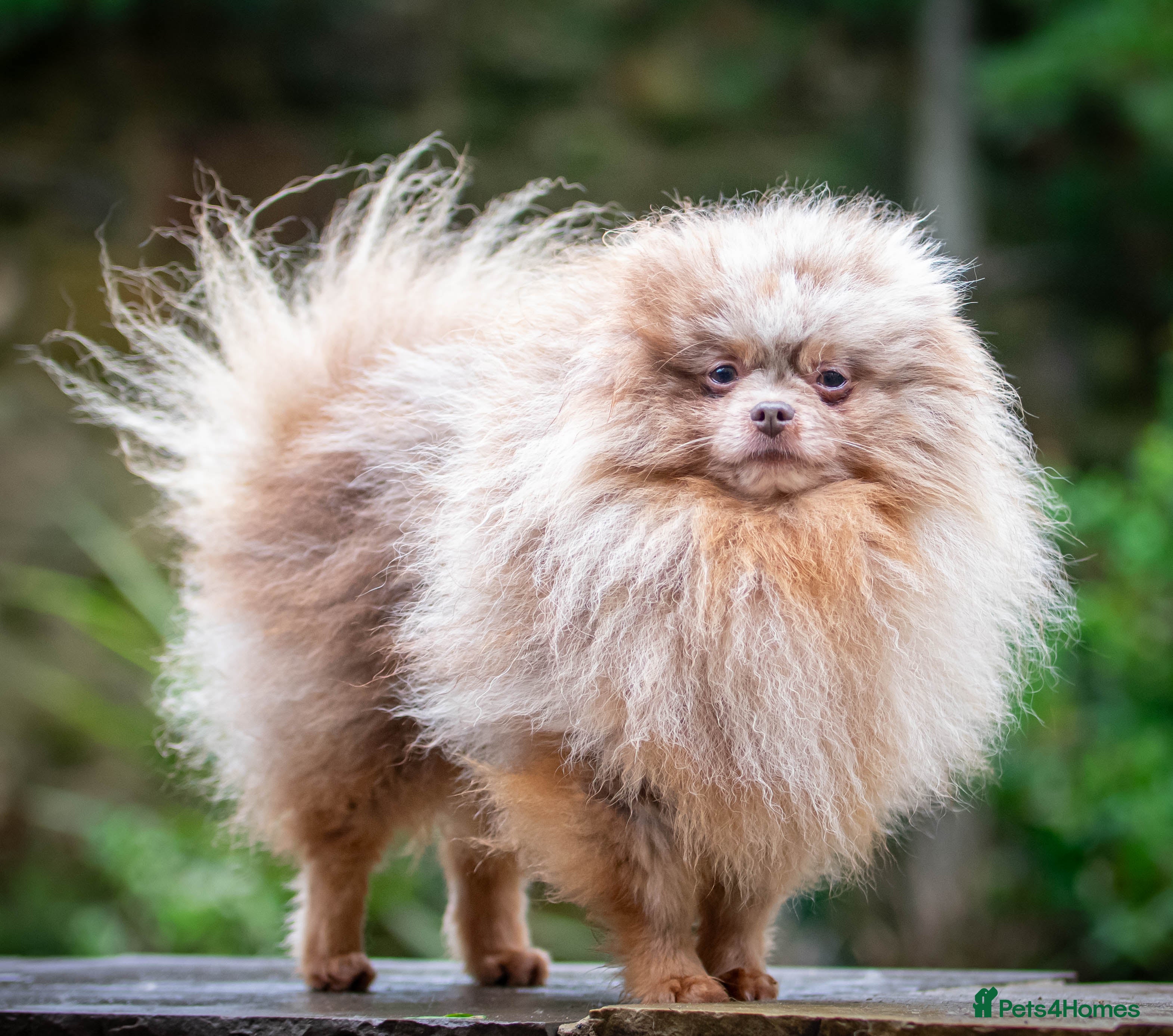 Pomeranian dogs Lilac Tan Merle Stud Boy kc in Pontefract - Advert 11