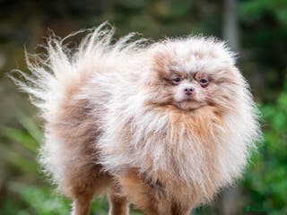 Pomeranian dogs Lilac Tan Merle Stud Boy kc in Pontefract - Advert 22