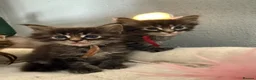 Maine Coon cats for sale: Maine Coon Kittens  - Advert 15