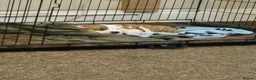 Mixed Breed dogs for sale: Bruce - Advert 11