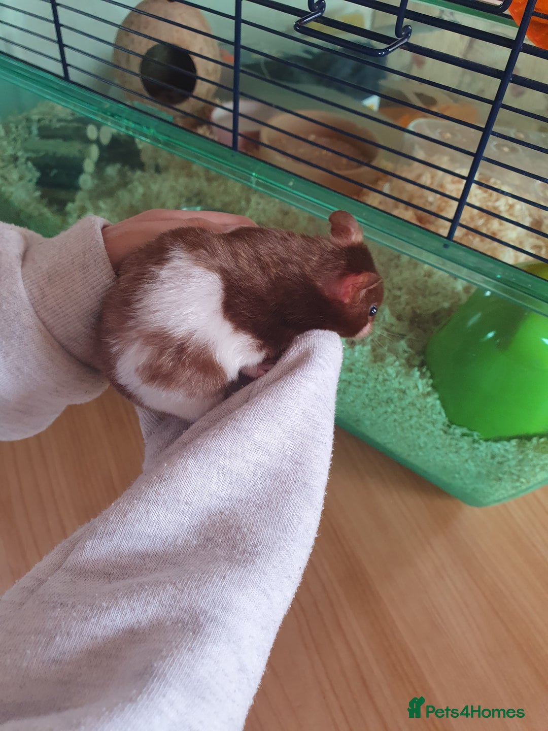 Hamster rodents for sale: 'Oreo' Syrian Hamster + Home/Accessories  - Image 10