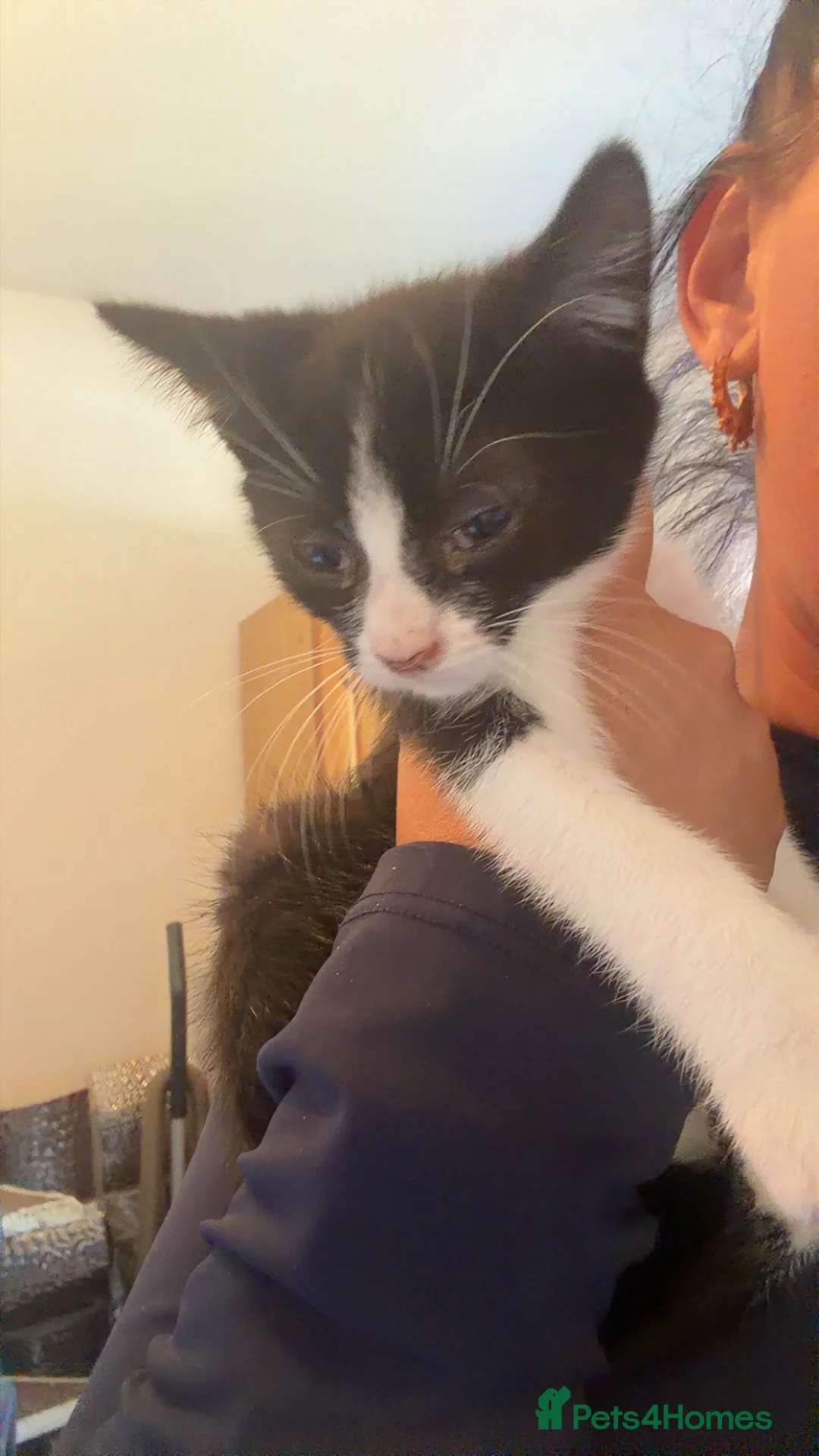 Mixed Breed cats for sale: 2 kittens for sale - Advert 3