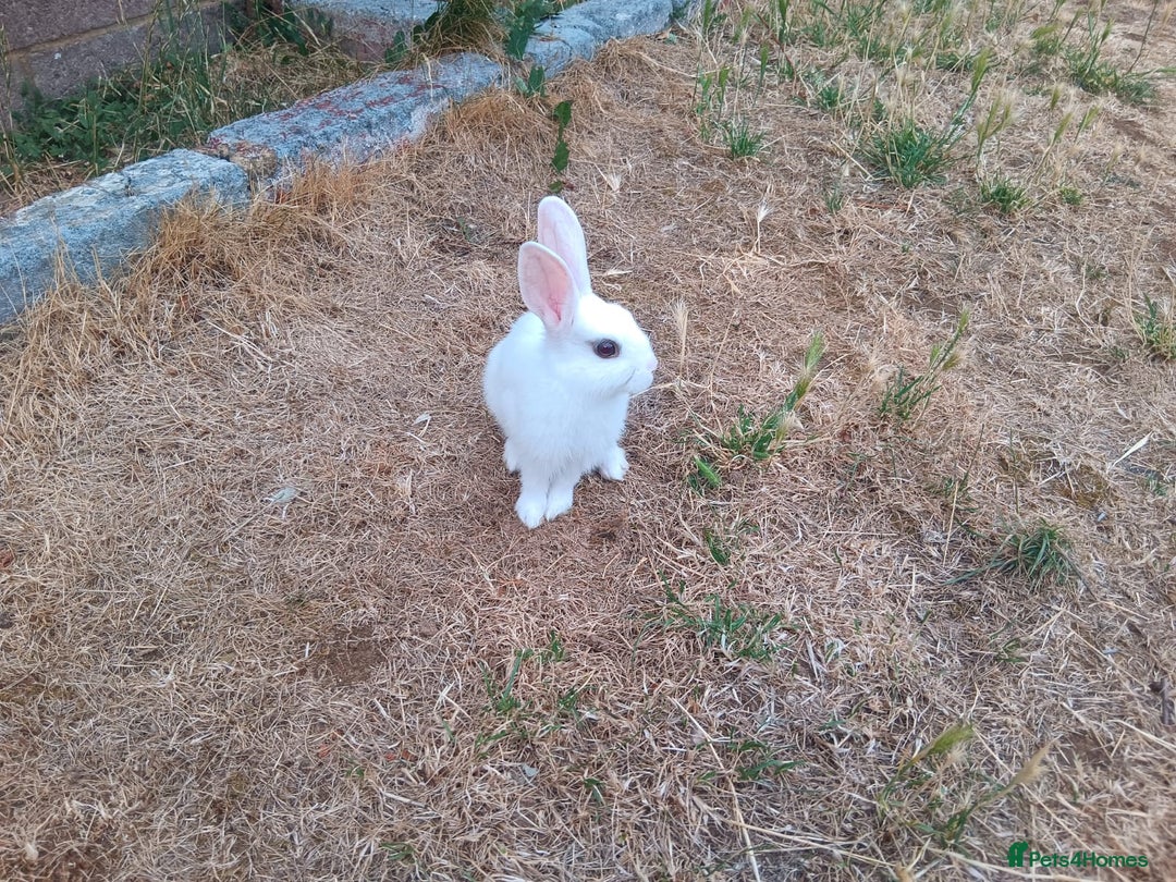 Netherland Dwarf rabbits for sale: Selling 1 nerherland dwarf girl bunny with cage  - Image 5