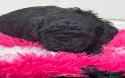 Miniature Poodle dogs for sale: DNA H/Tested Miniature poodle  - Image 7