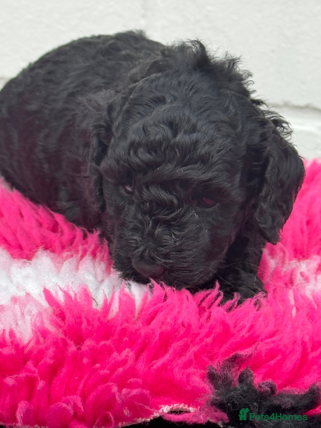 Miniature Poodle dogs for sale: DNA H/Tested Miniature poodle  - Image 7