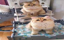 British Longhair cats for sale: Purebred British Longhair Female  - Image 5