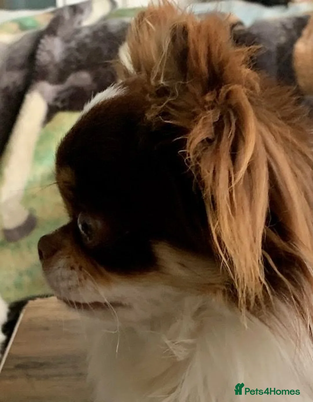 Chihuahua dogs for stud: K.C Russian/Polish Choc and White Chi L/C Stud in Dagenham - Advert 7