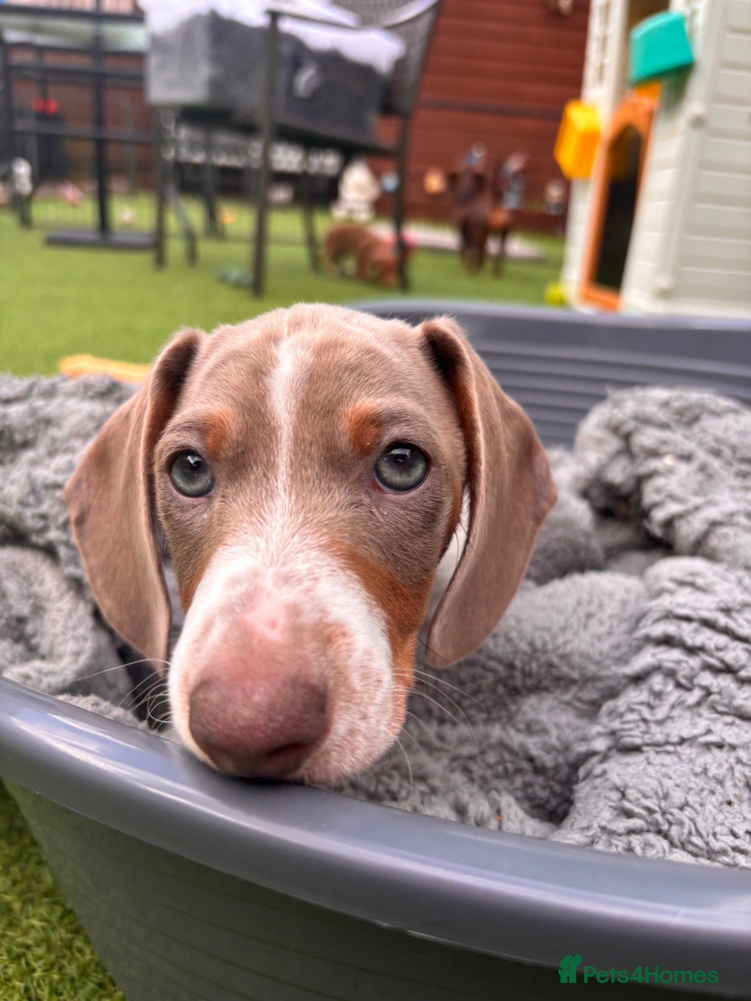 Dachshund dogs for sale: Dachshund Piebald puppy SOLD - Advert 4