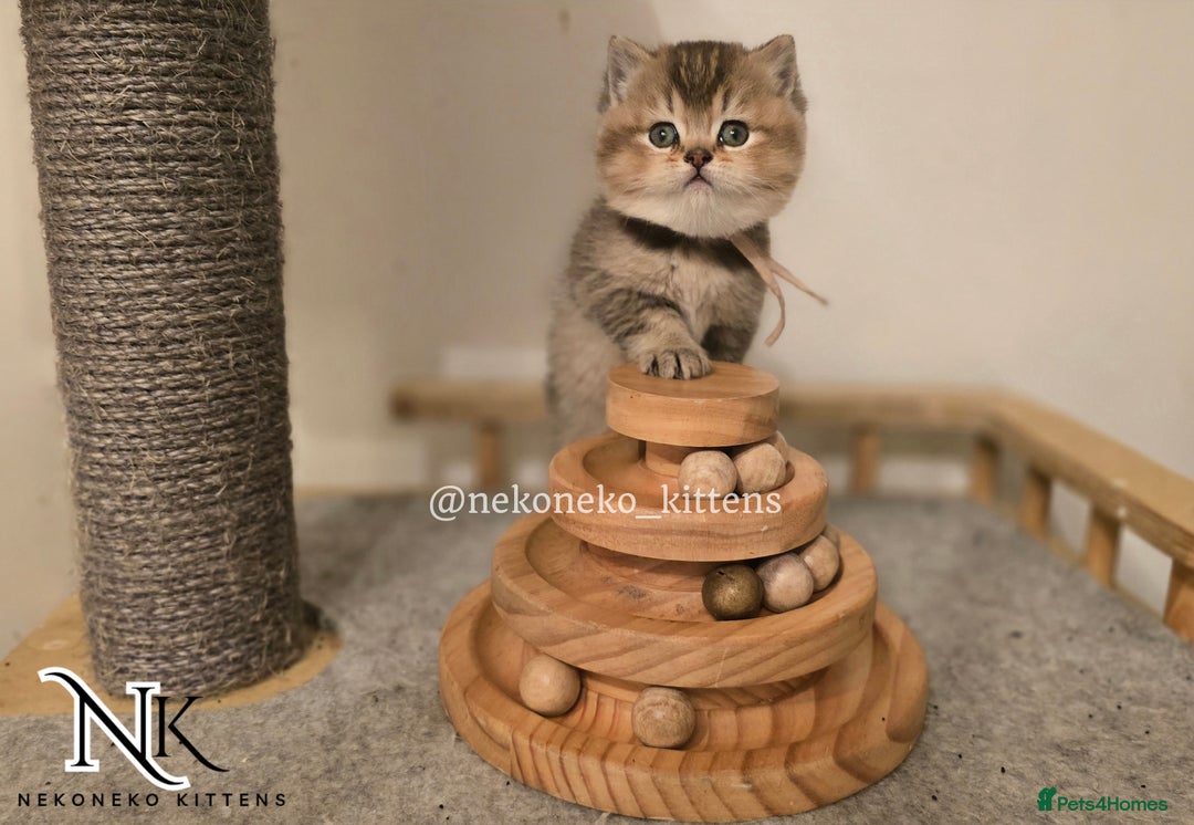 British Shorthair cats for sale: GCCF REGISTERED BSH TEDDY'S 🐻 🧸  - Advert 16