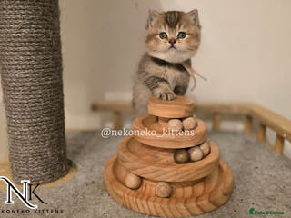 British Shorthair cats 1 LEFT GCCF REGISTERED BSH TEDDY 🐻 🧸 - Advert 15