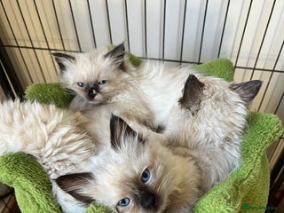 Ragdoll cats Beautiful pure breed Ragdoll kittens - Advert 3