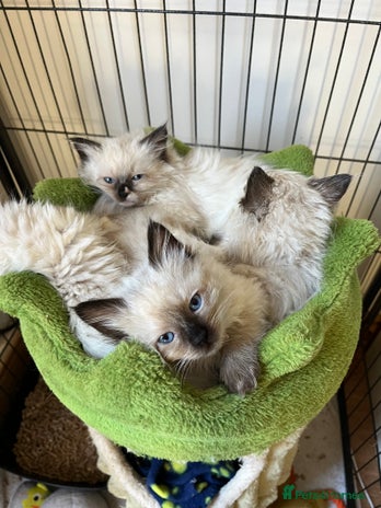 Ragdoll cats Beautiful pure breed Ragdoll kittens - Advert 5