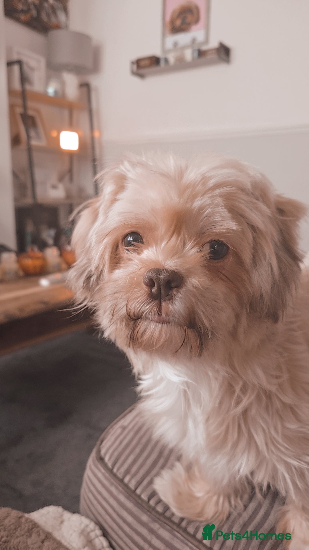 Shih Tzu dogs for sale: Shih tzu puppies - Advert 1