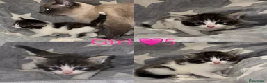 Mixed Breed Kitten 7