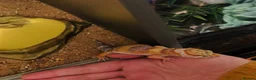Leopard Gecko reptiles for sale: Tremper albino leopard gecko with enclosure  in Nottingham - Advert 1