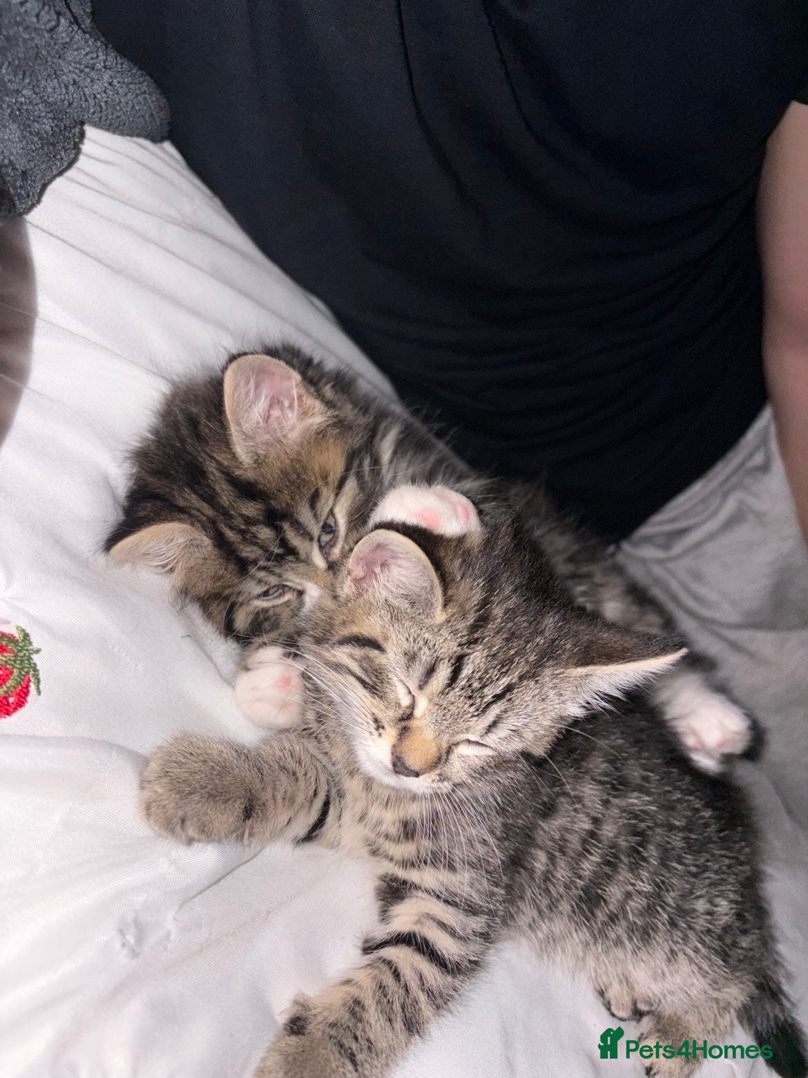 Mixed Breed cats for sale: Kittens in need of urgent homes  in Rotherham - Advert 9
