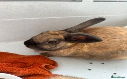 Mixed Breed rabbits for sale: Mother & daughter looking for a new loving home - Image 2