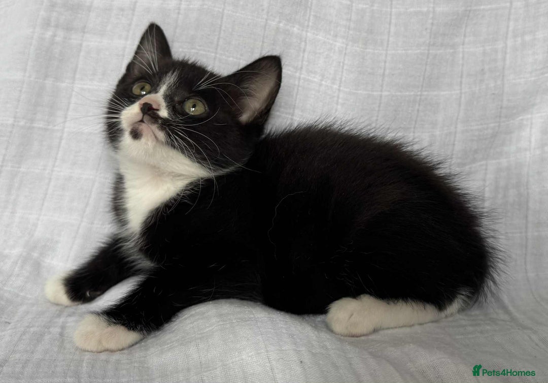 Mixed Breed cats for sale: Last black female left Turkish angora cross kitten - Image 11