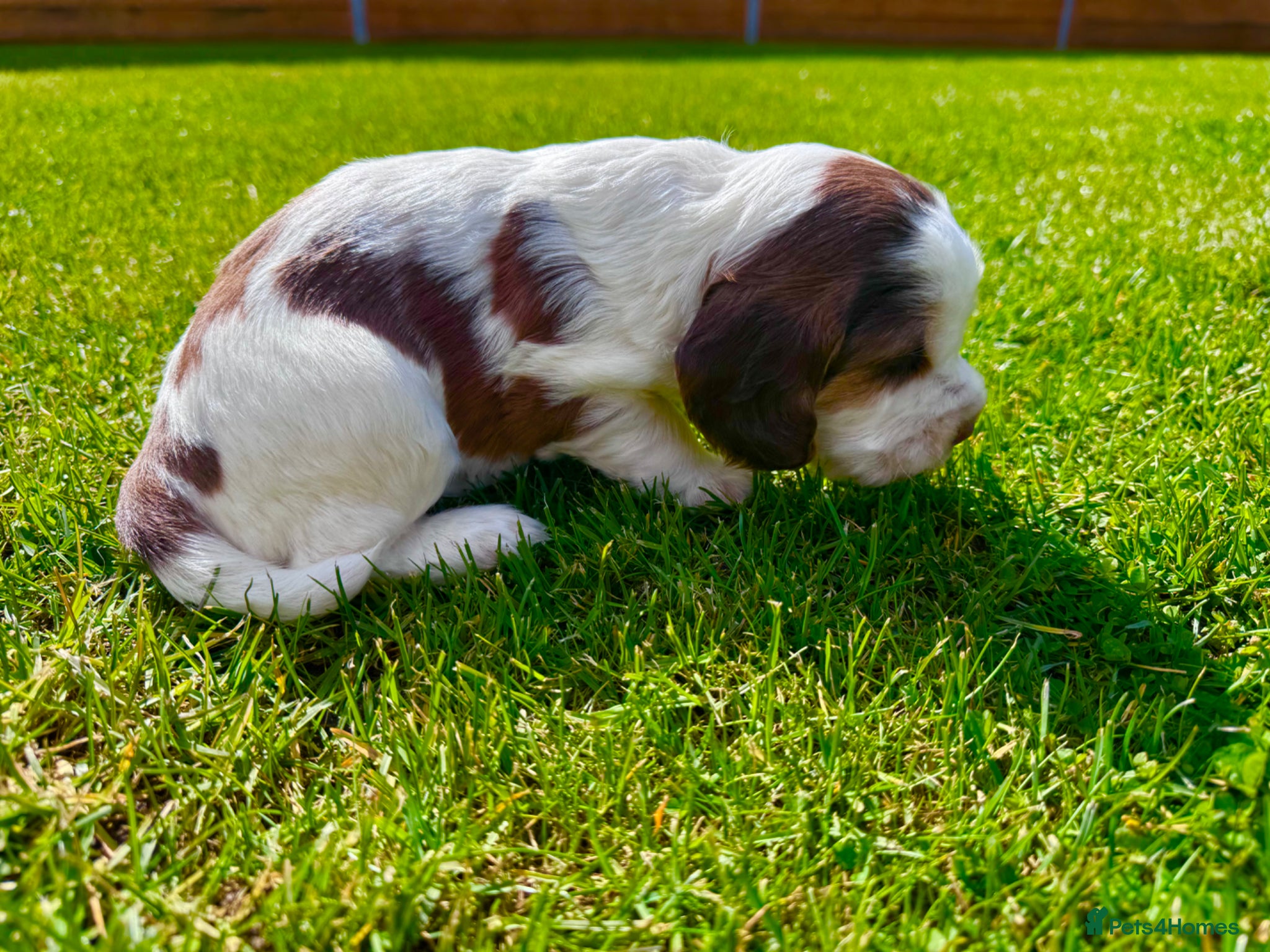 Cocker Spaniel dogs KC Registered Show Cocker Spaniel Babies 🐾🐾🐾 - Advert 2