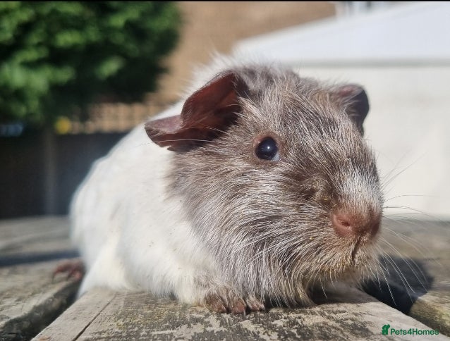 Guinea Pig rodents Beautiful Baby guinea pigs for sale  - Advert 12