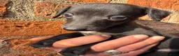 Mixed Breed dogs for sale: Bedlington Whippet Puppies  in Tadcaster - Advert 13