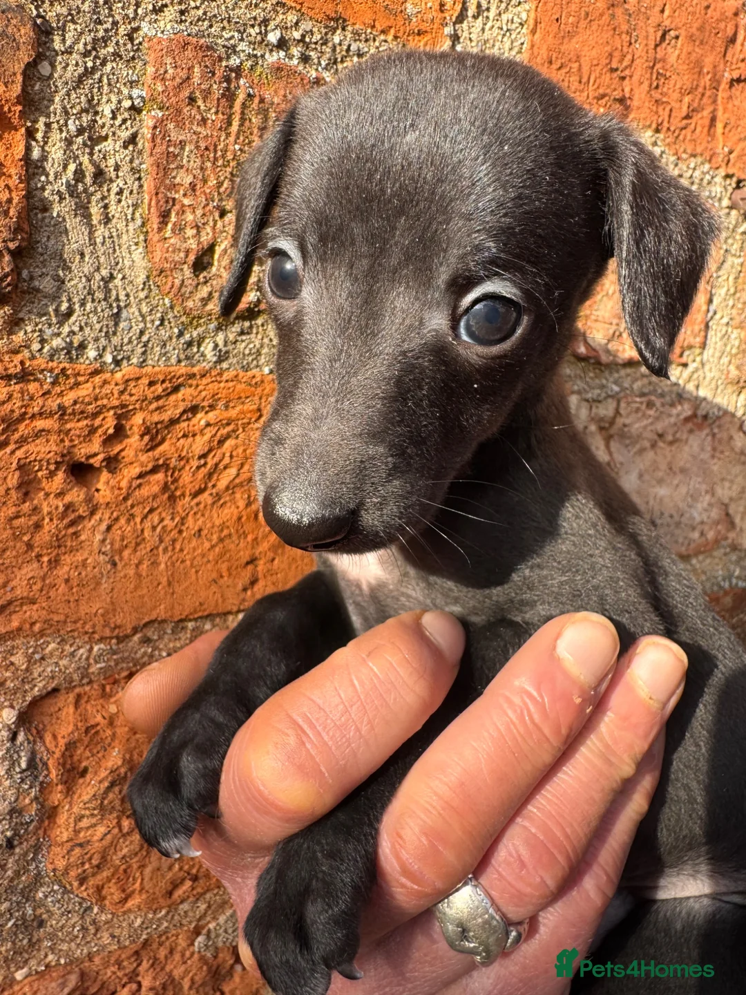 Mixed Breed dogs for sale: Bedlington Whippet Puppies  in Tadcaster - Advert 13