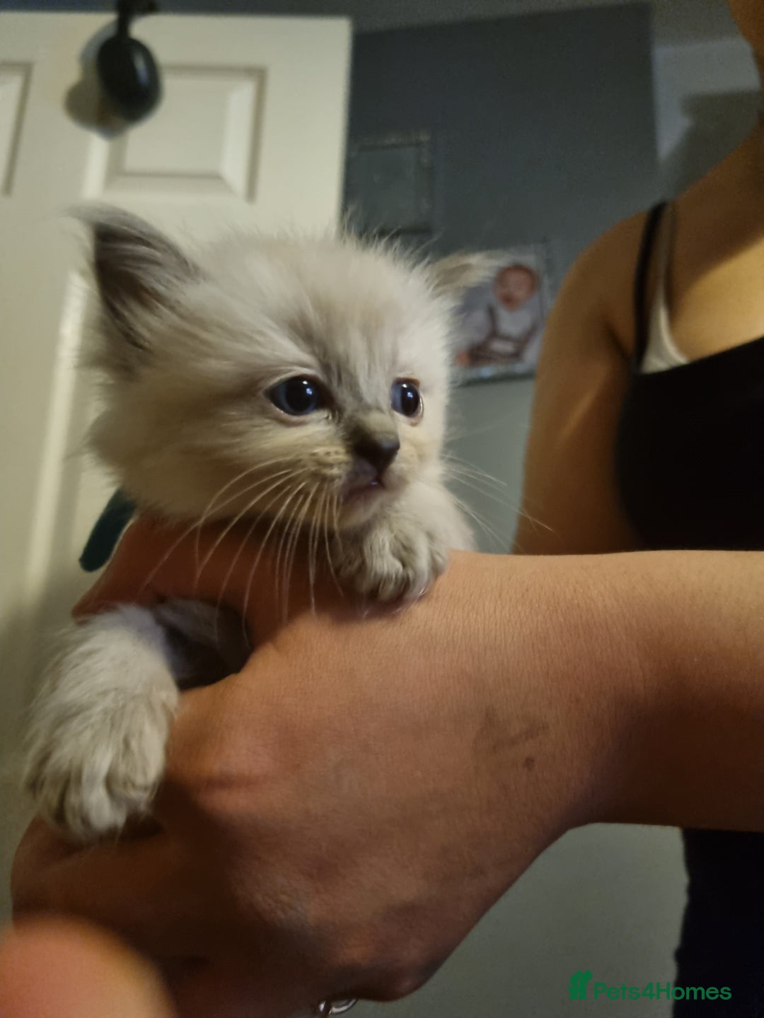 Ragdoll cats for sale: Ragdoll kittens  - Advert 1